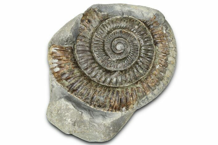 Jurassic Ammonite (Dactylioceras) Fossil - England #362476